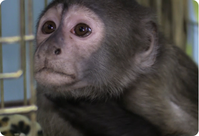 Уральский театр даст благотворительный спектакль ради помощи больной обезьянке
